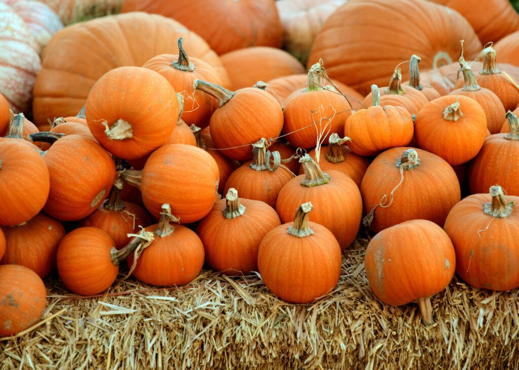 pumpkins on a hay bale at a local pumpkin patch in New Braunfels, TX.